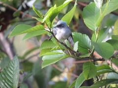 Elminia albicauda