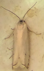 Hystrichophora vestaliana