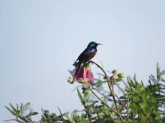 Cinnyris erythrocercus