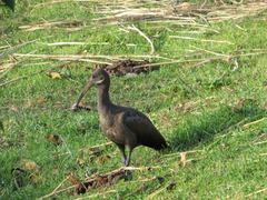 Bostrychia hagedash nilotica