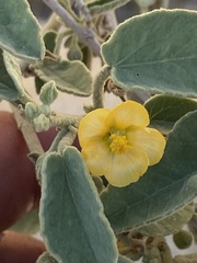 Horsfordia newberryi