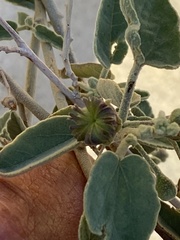 Horsfordia newberryi