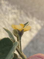 Horsfordia newberryi