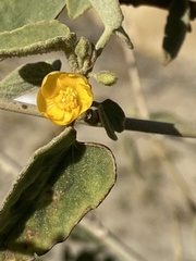 Horsfordia newberryi