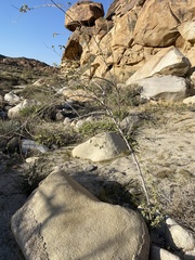Horsfordia newberryi