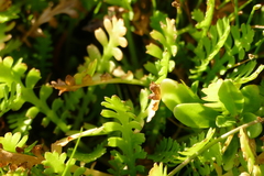 Leptinella dioica