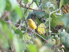 Crithagra sulphurata