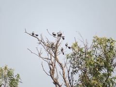 Lanius excubitoroides