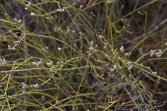 Alternanthera filifolia