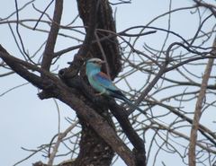 Coracias abyssinicus