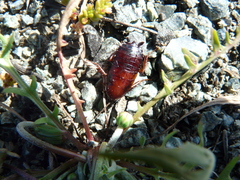 Parcoblatta americana