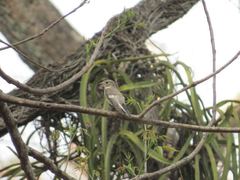 Ficedula