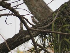 Ficedula