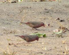 Lagonosticta rufopicta