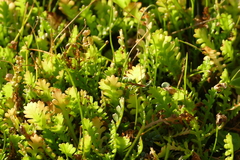 Leptinella dioica