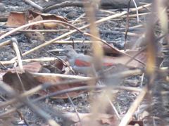 Pytilia phoenicoptera