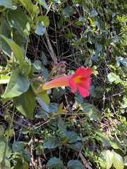 Amphilophium buccinatorium