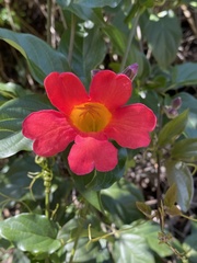 Amphilophium buccinatorium