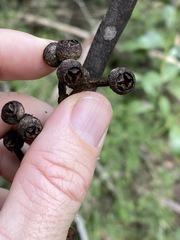 Eucalyptus acmenoides