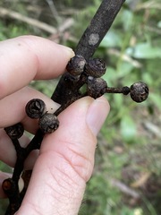 Eucalyptus acmenoides