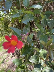 Amphilophium buccinatorium