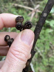 Eucalyptus acmenoides