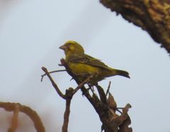 Crithagra sulphurata