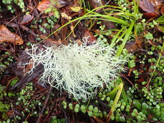 Ramalina geniculata