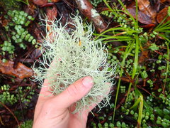 Ramalina geniculata