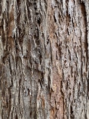 Eucalyptus acmenoides