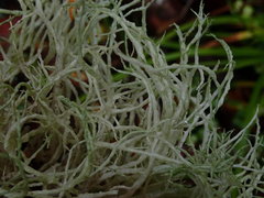 Ramalina geniculata