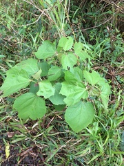 Heliocarpus americanus
