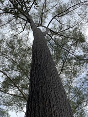 Eucalyptus acmenoides
