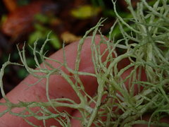 Ramalina geniculata