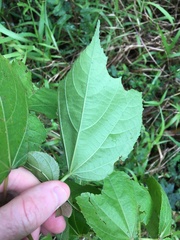 Heliocarpus americanus