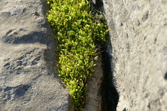 Leptinella dioica