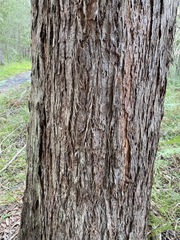 Eucalyptus acmenoides