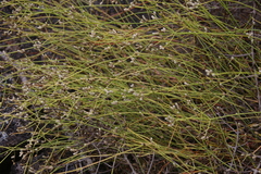 Alternanthera filifolia