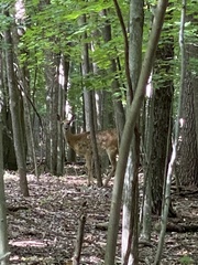 Odocoileus virginianus