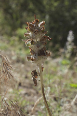 Phlomoides speciosa