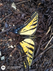 Papilio multicaudata grandiosus