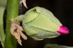 Oxycarenus luctuosus