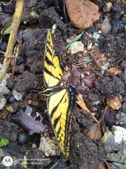 Papilio multicaudata grandiosus
