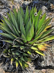 Agave horrida perotensis