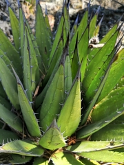 Agave horrida perotensis