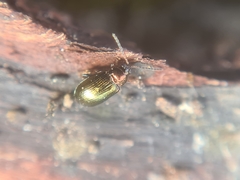 Crepidodera fulvicornis