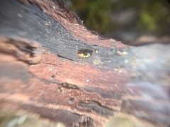Crepidodera fulvicornis