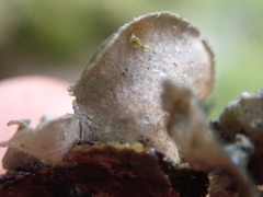 Sticta limbata