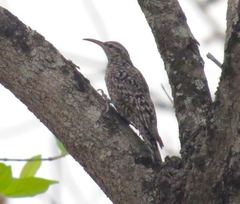 Salpornis salvadori emini