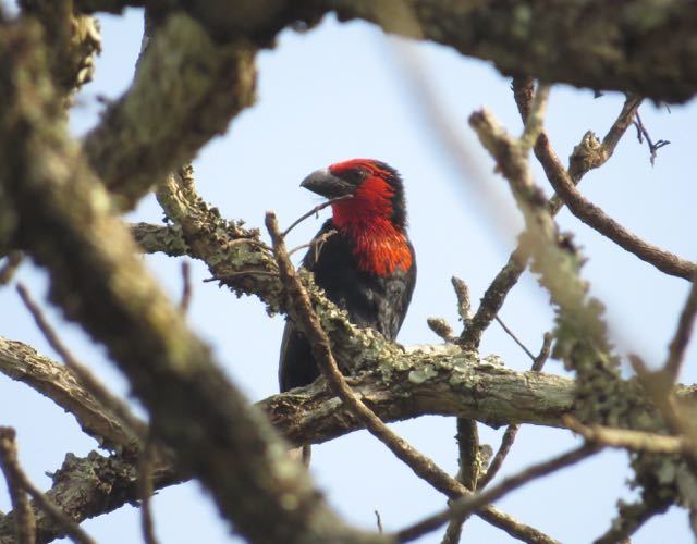 Black-Billed Barbet